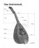 marga-wilden-huesgen-mandolinen-schule-mand_0002.jpg
